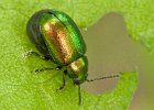 03) Common Dock Leaf Beetle.jpg